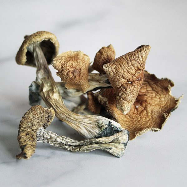 Magic mushrooms and where to find them in UK